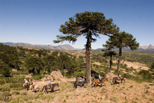 Argentina-Patagonia / Torres del Paine-Pioneers of Patagonia